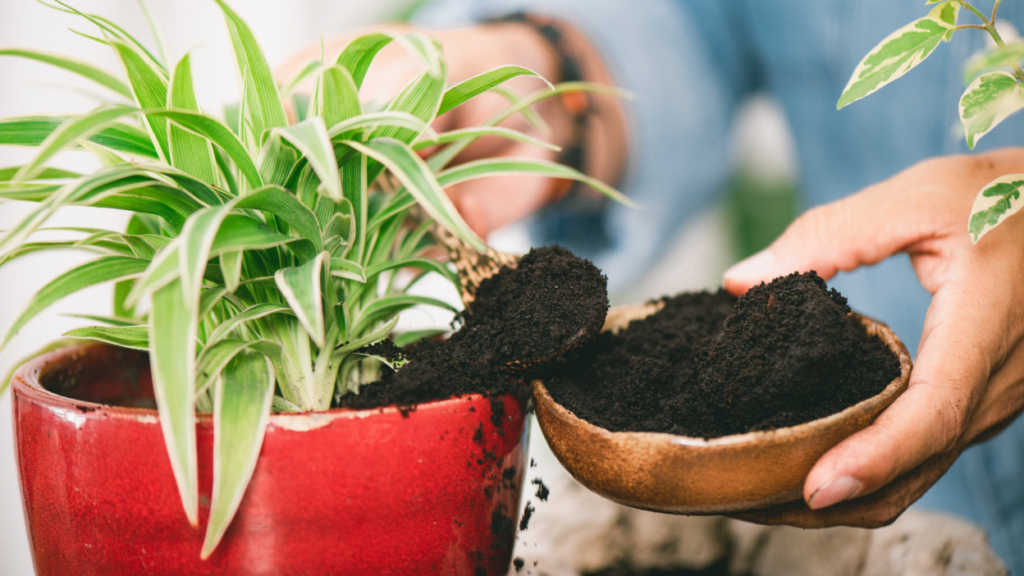 utilisation du marc de café au jardin