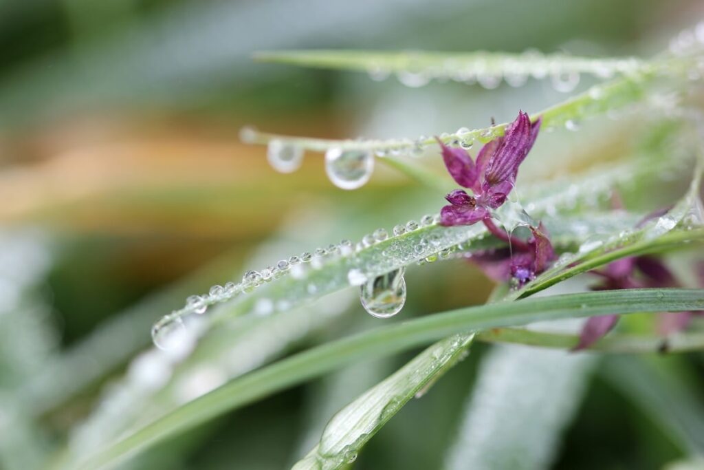 la-goutte-froide-au-jardin