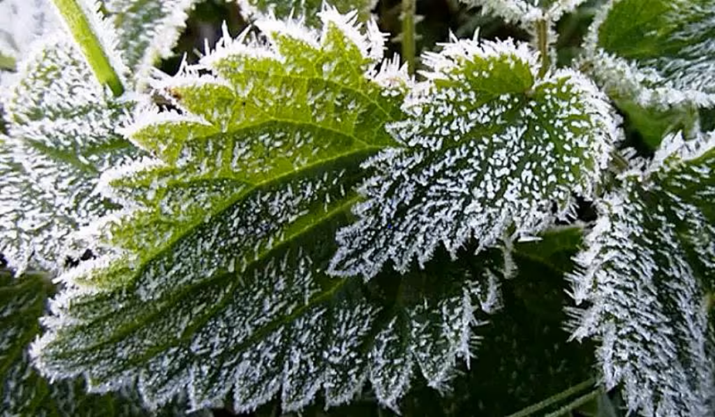 plantes gelées 