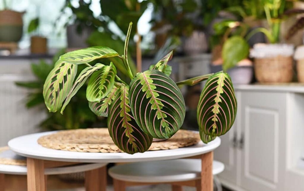 Maranta-leuconeura