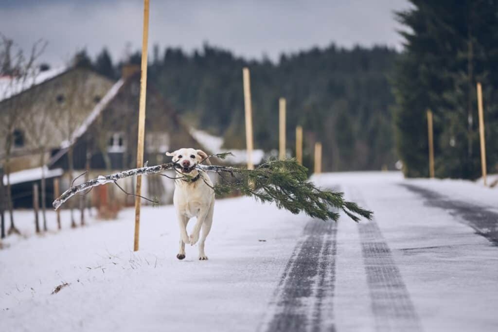 chien-labrador-neige-balade-1024x683