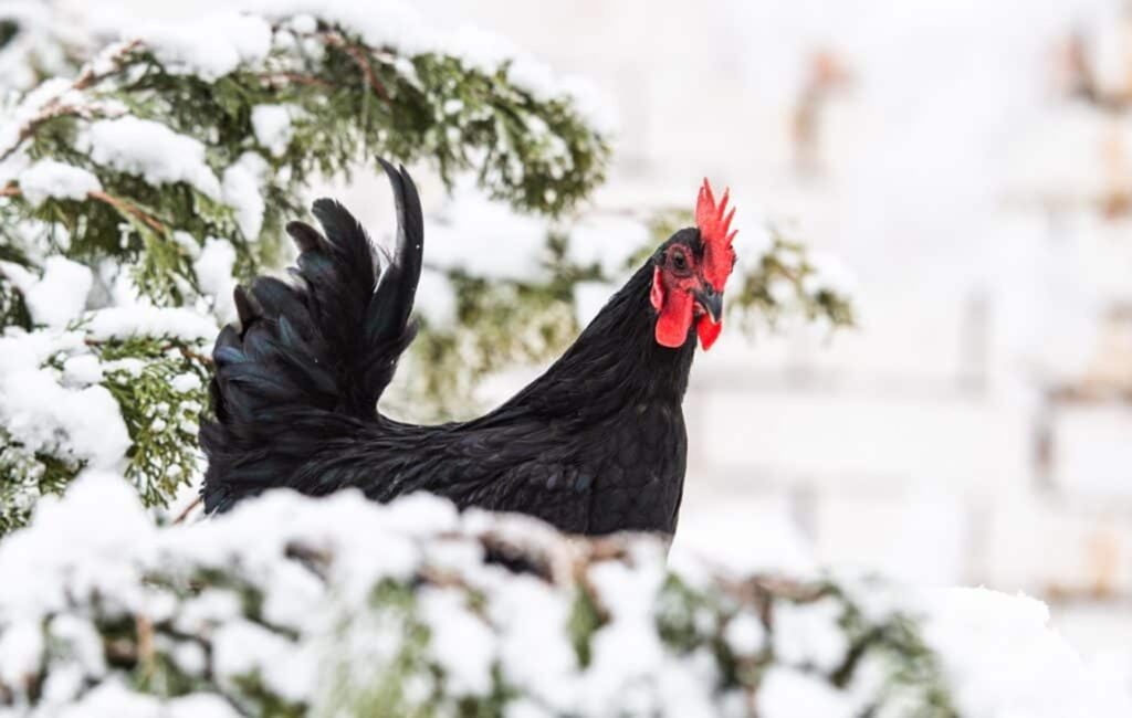 poule-en-hiver-dans-la-neige